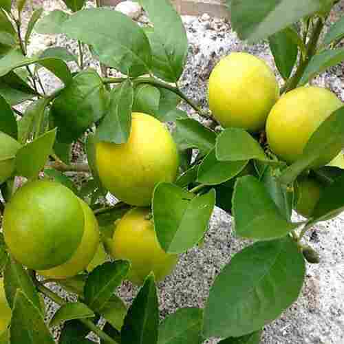 100% Pure Natural Healthy Farm Fresh Antioxidants And Vitamins Enriched Fresh Lemon