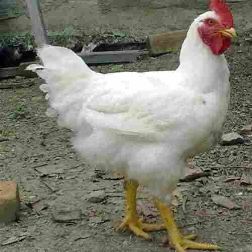 White Broiler Chicken, For Poultry Farm, 1 Kg