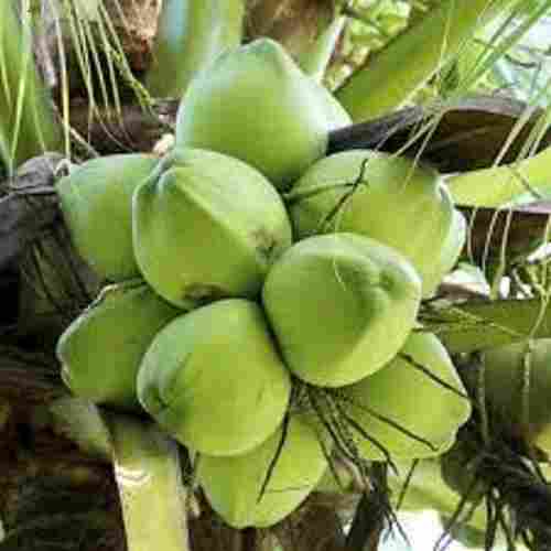 Naturally Grown A Grade Farm Fresh Healthy Green Coconut