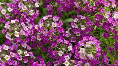 Eye Catching And Natural Alyssum Royal Carpet Purple Flower For Gardening Shelf Life: 1 Months