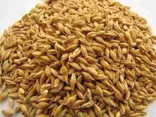 High Grade Barley Seeds