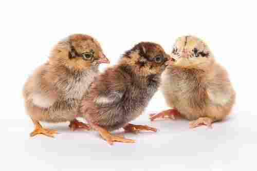 Properly Checked On Varied Industry Standards To Make Sure The Longer Life Multicolor Cornish Chicks