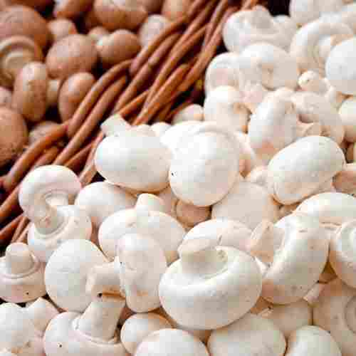 Wholesale Price White Fresh Button Mushroom for Vegetables