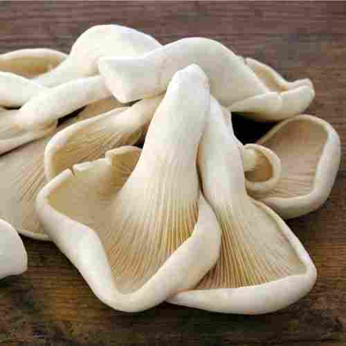 Healthy Fresh Rich In Fiber Potassium Vitamins Protien Mushrooms 