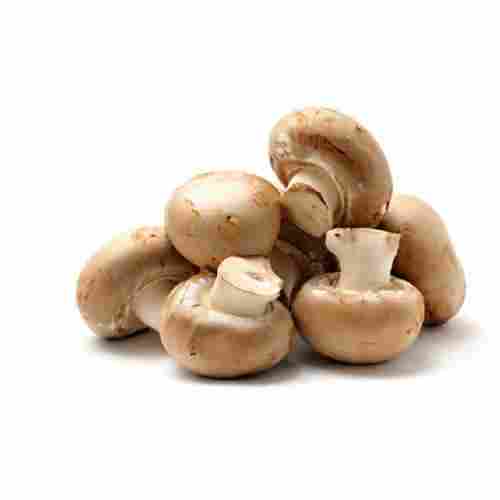 Rich In Fiber Protien Potassium Vitamins Healthy Fresh Mushrooms 