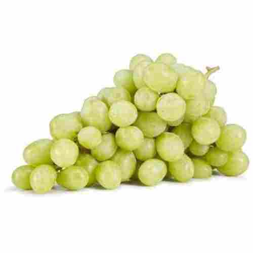 Health Juicy And Snappy Beautiful Balance Sweet And Tasty Flavor Green Grapes 