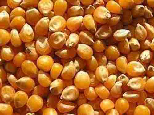 High Protein Fiber Nutritious Yellow Hybrid Maize Raw Corn Seeds
