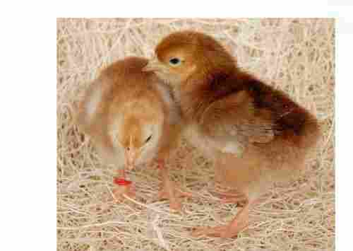 10 Day Age 40 Gram Weight Brown Poultry Farm Vanaraja Breed Chicks