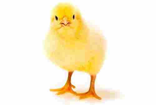 Healthy And Live White Poultry Farm Chicks