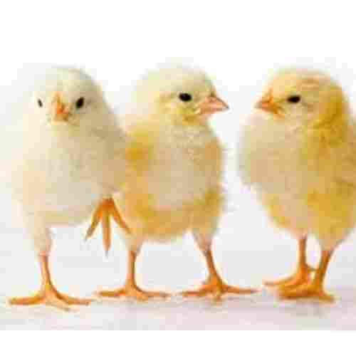 Healthy Disease Free High In Protien Low In Cholesterol Poultry Farm Chick