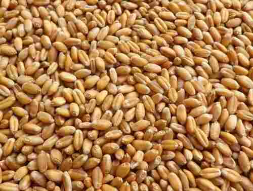 Naturally Grown High In Protein Healthy Carbohydrate Enriched 100% Pure Wheat Grain