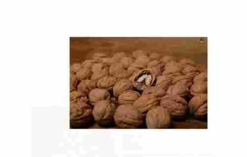 1 Kilogram Packaging Size Brown Dried And Common Cultivated Walnuts