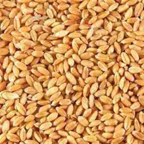 Sundried Organic Indian Originated Yellow Whole Wheat Grain, Pack Of 1 Kg
