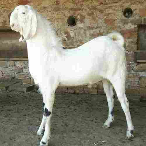 20 Kilogram Weight 12 Months Age Sojat Breed White Male Goat 