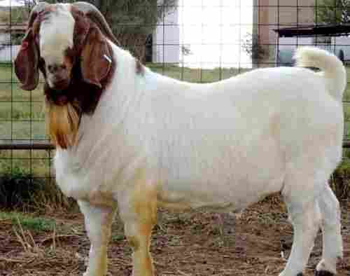 20 Kilogram Weight 12 Months Age White And Brown Boer Breed Male Goat 