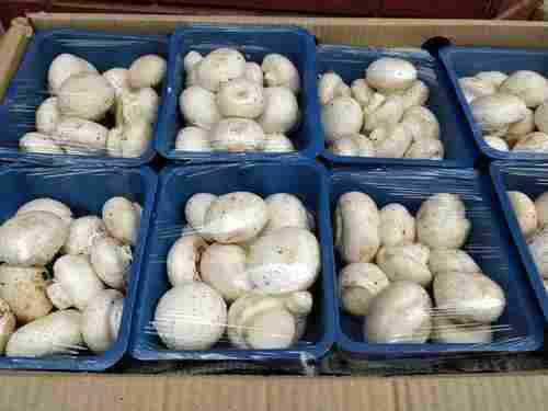 White Fresh Mushrooms