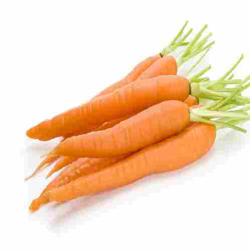 Indian Origin Naturally Grown And Vitamins Enriched Healthy Farm Fresh Red Carrot 