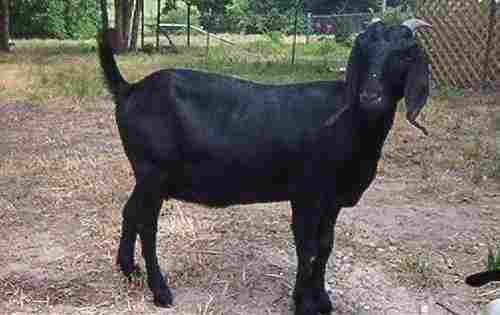 Nutritious Protien Enriched Healthy High Butterfat Content Black Bengal Goat 