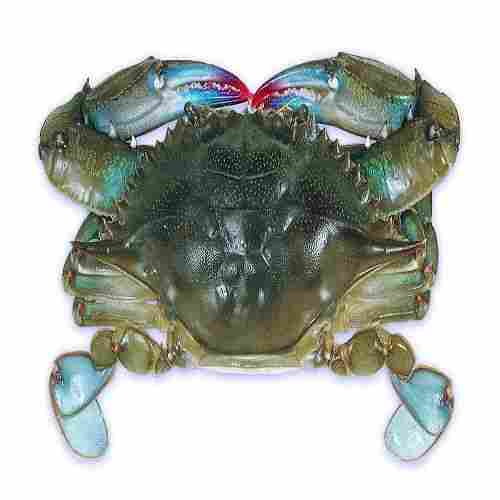 Best Quality Fresh Soft Shell Crabs 