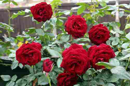 100% Natural Fragrance Red Rose Plant For Indoor And Outdoor Decoration