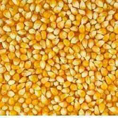 Hygienically Processed Healthy Natural Soft Protien Rich Fresh Organic Yellow Maize Seed 