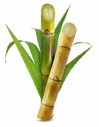 97% Natural No Artificial Flavour Pesticides Free Sweet And Fresh Sugarcane For Sugar And Juice