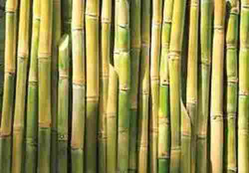 Pesticides Free Healthy And Fresh No Artificial Flavor Organic Sugarcane For Raw Products