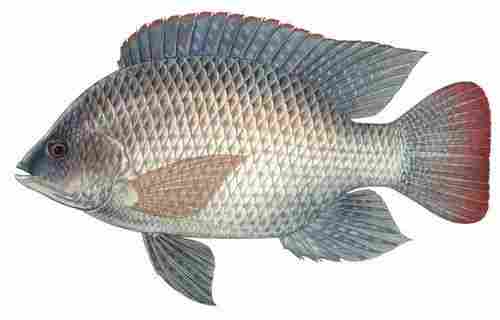 Highly Nutritional Rich In Taste And Healthy Blue Tilapia Fish
