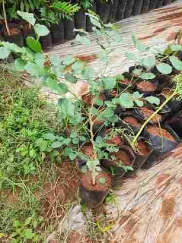 Natural Round Fresh And Environmentally Friendly Delbergia Latifolia Fruit Plants 