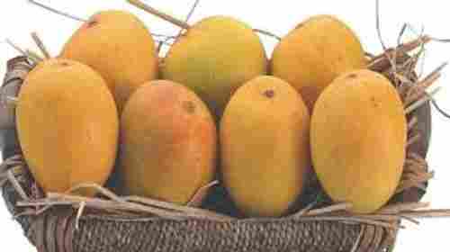 Rich In Vitamins, Potassium Delicious Taste 100% Natural Fresh Mango Fruits