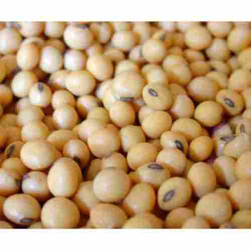 Good Source Of Carbohydrates And Fat And High Protein Soybean Seeds