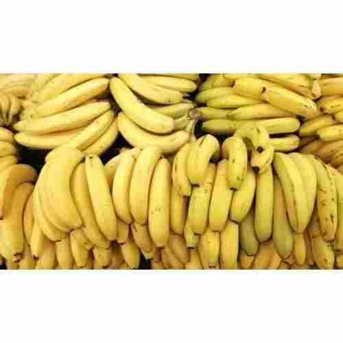High In Protein And Vitamin Rich Natural Farm Fresh Raw Yellow Tasty Banana
