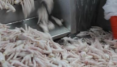 Washed and Clean Frozen Chicken Feet