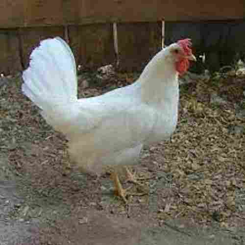 Premium Grade 100% Pure Natural And Healthy White Broiler Chiken 