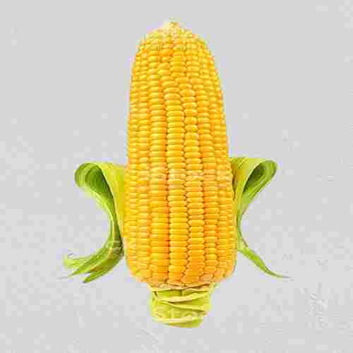 Highly Nutritious A Grade Fresh Indian Organic Delite Edible Corn