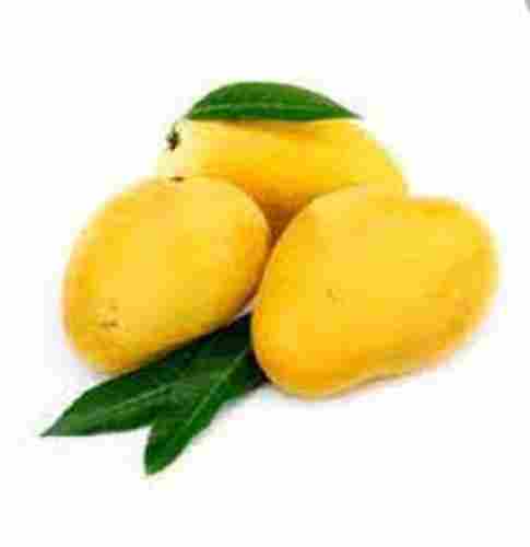 Rich In Vitamins Natural Fresh And Healthy Sweet Delicious Yellow Mango