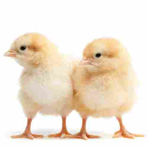 Healthy Low In Cholesterol Disease Free High In Proteins Poultry Farm Baby Chicks