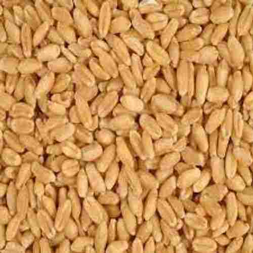 100% Non-Irradiated Natural And Hard Red Winter Wheat Seeds For Agriculture 