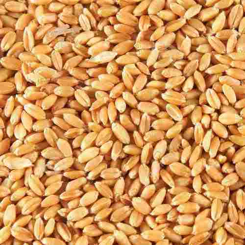 Premium Quality Common Golden Grain Wheat Seed, 1 Kg