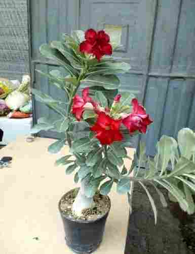 Garden Fresh Natural Fragrance Easy To Grow Red Rose Plant