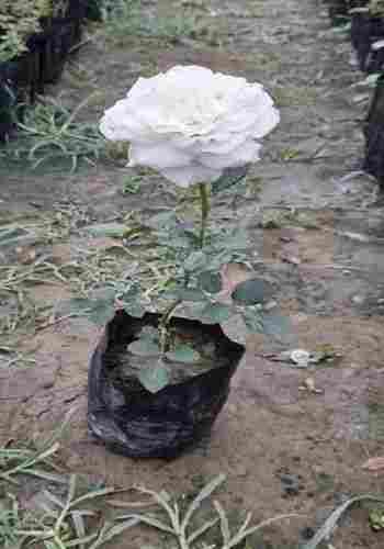 Natural Fragrance White Rose Plant For Indoor And Outdoor Decoration Purpose