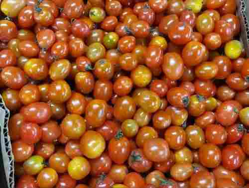 Hygienically Processed Nutritious Healthy Natural Good Source Of Vitamins Round Tomato