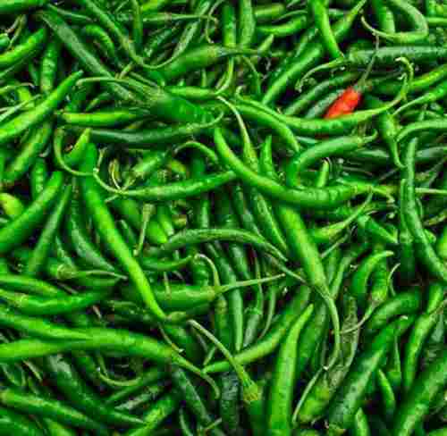 Natural Healthy Enriched In Iron Vitamins And Potassium Fresh Green Chilies