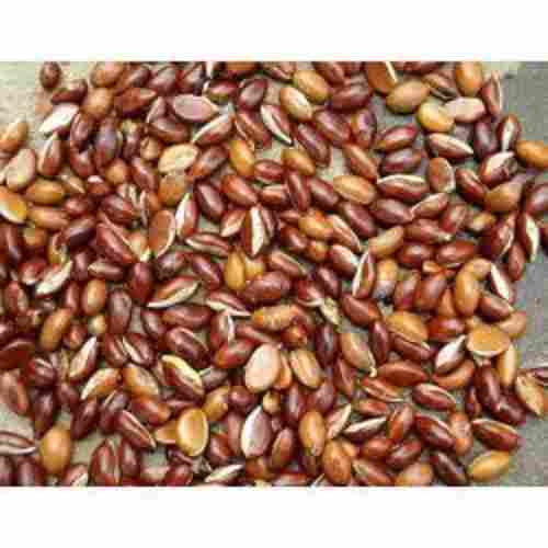 Brown Dried Organic Mahua Seeds, Packaging Type: Loose