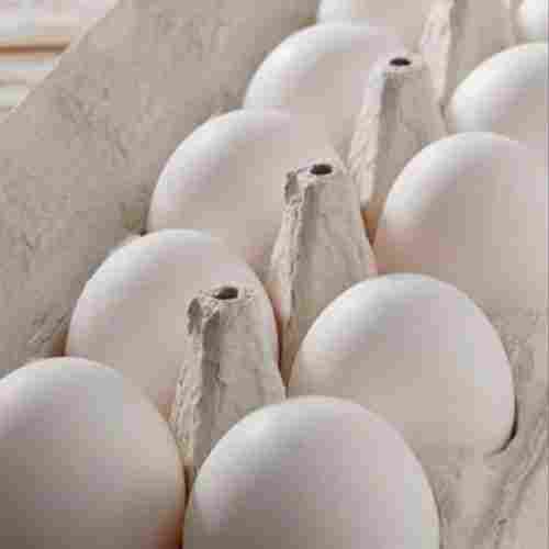 Healthy White Poultry Eggs