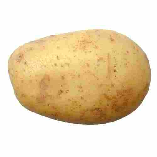 Fresh Origin Naturally Grown Oval Shape Rich Vitamins Healthy Farm Fresh Potato