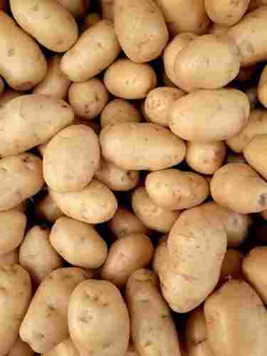 Brown Oval Shape A Grade 43.19 Percent Moisture Fresh Potato 