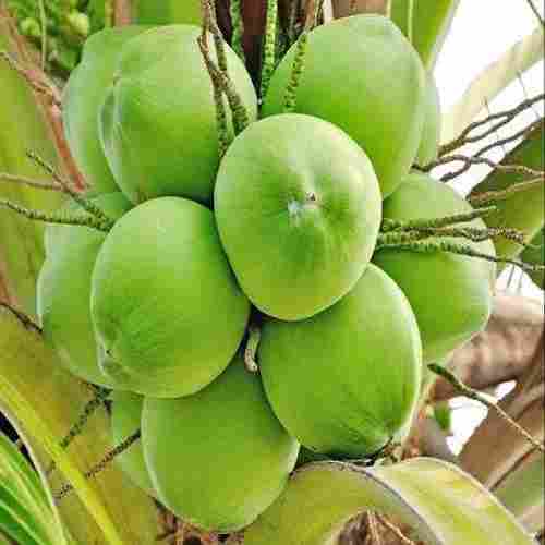 Round Shape Semi-Husked Mature Organic Cultivation Medium Size CoconutA 