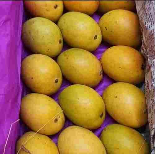 Mouth Watering Tasty Delicious Rich In Vitamin Highly Nutritious Yellow Mango