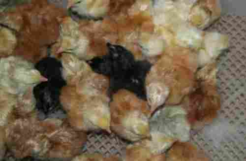1 Month Old 80 Grams Poultry Farm White Brown And Black Chicks